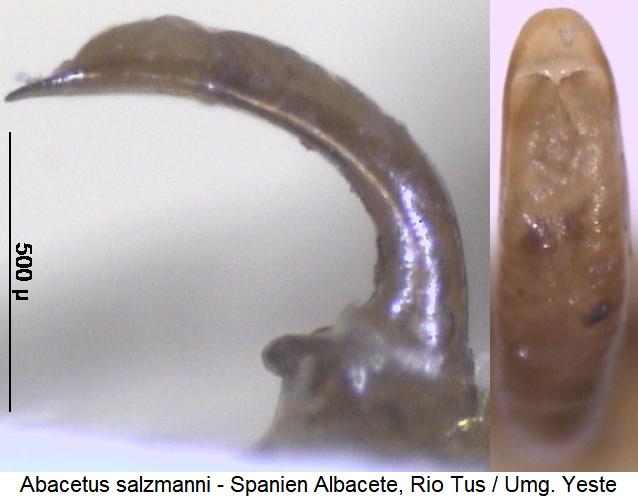 abacetus_salzmanni1.jpg