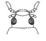 abb086.gif