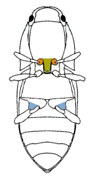 abb115.gif