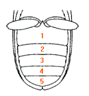 abb144.gif