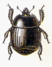 abb146.gif