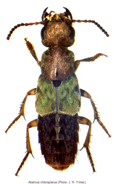 abemus_chloropterus_hab.jpg