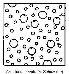 ablattaria_cribrata_punktur.gif