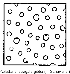 ablattaria_gibba_punktur.gif