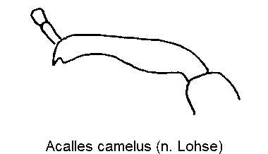 acalles_camelus_m_vschn.gif