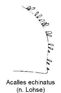 acalles_echinatus_fld_sa.gif