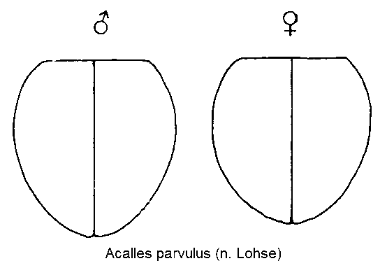 acalles_parvulus_fld.gif