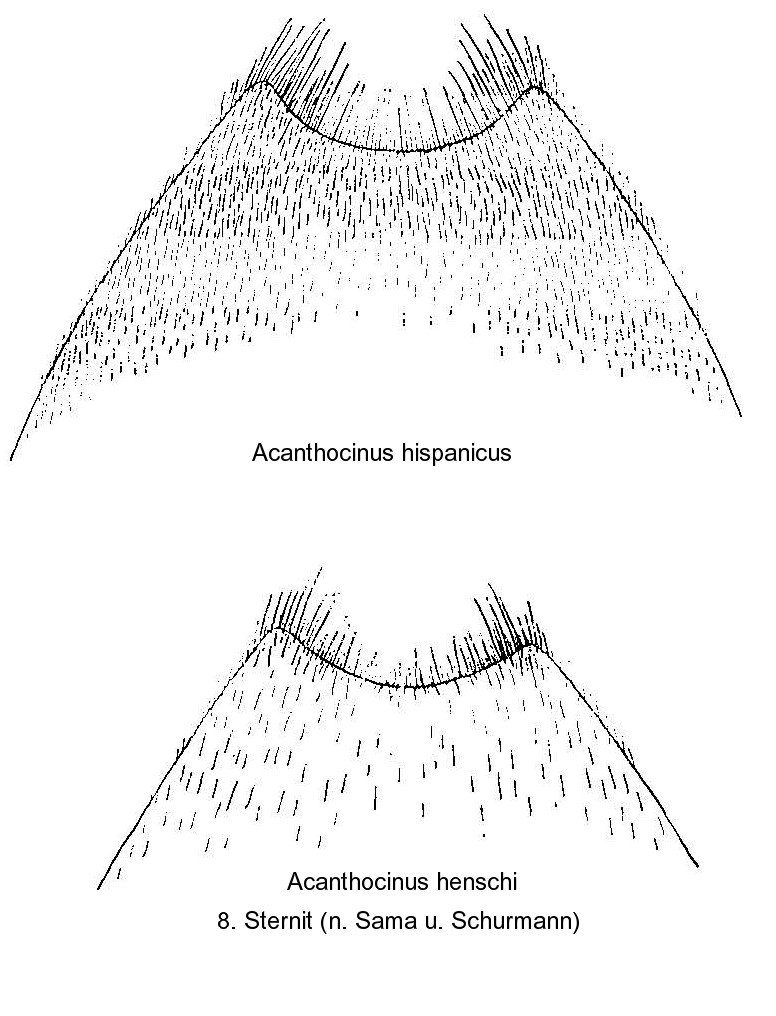 acanthocinus_sternit8.jpg
