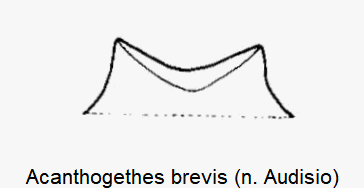 acanthogethes_brevis_ol.gif