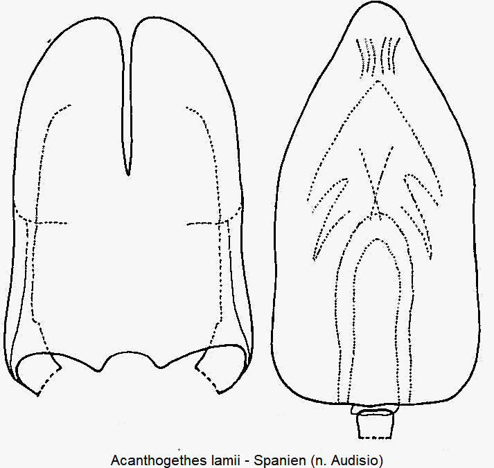 acanthogethes_lamii.gif