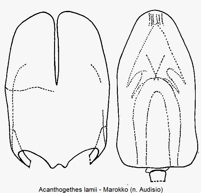 acanthogethes_lamii1.gif