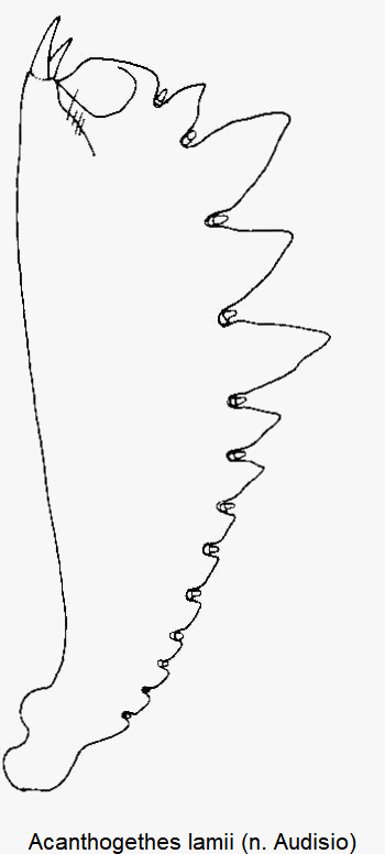 acanthogethes_lamii_vschn.gif