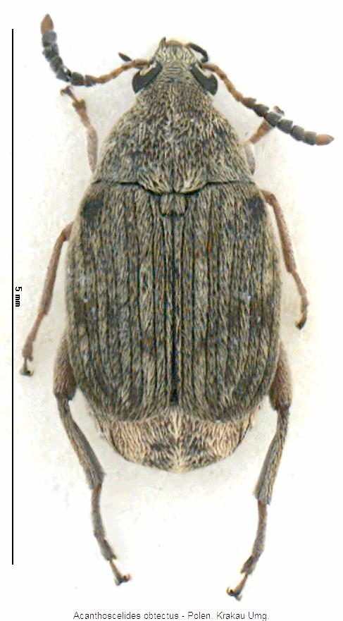 acanthoscelides_obtectus_hab.jpg