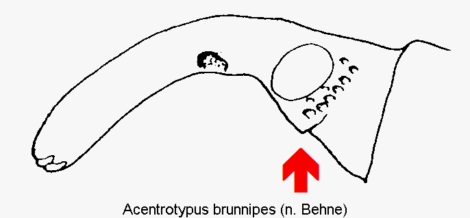 acentrotypus_brunnipes_k.gif