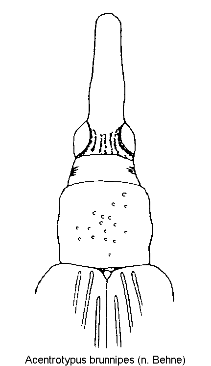 acentrotypus_brunnipes_vk.gif