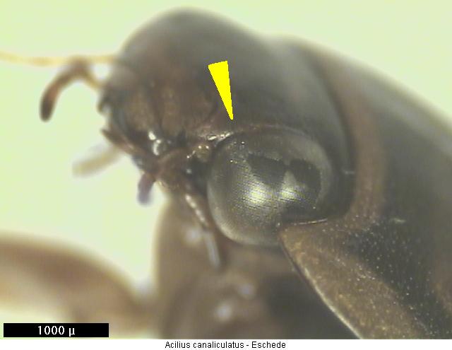 acilius_canaliculatus_k.jpg