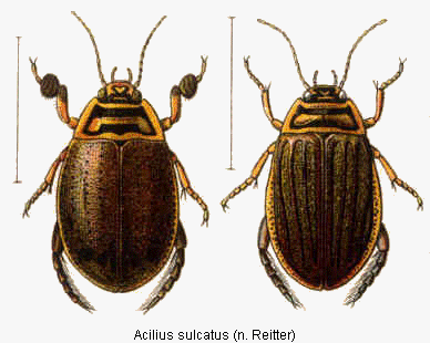 acilius_sulcatus_hab.gif