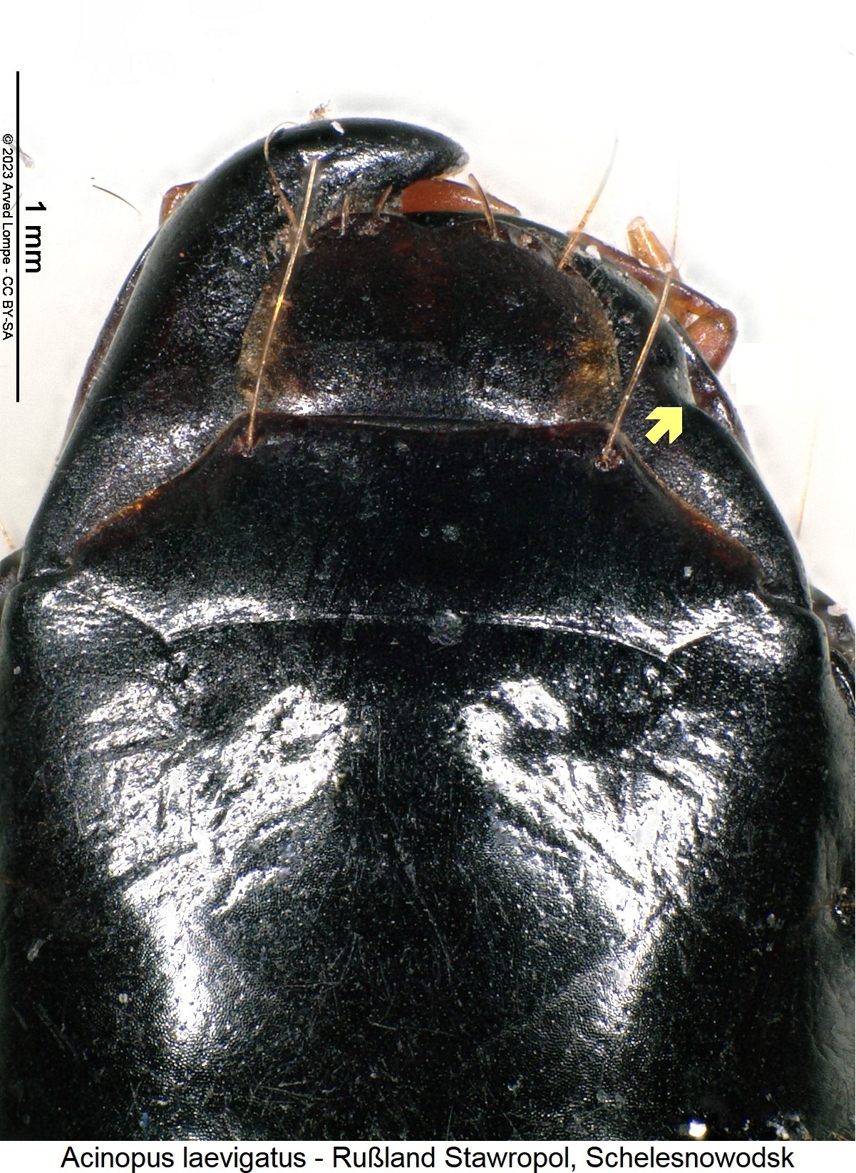 acinopus_laevigatus_k.jpg