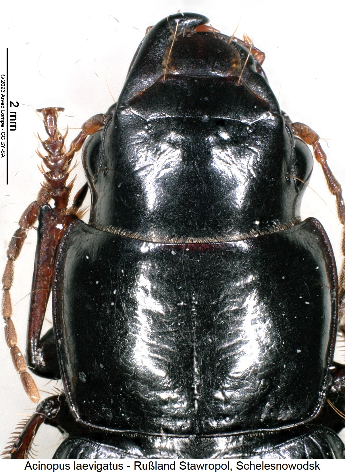 acinopus_laevigatus_vk.jpg