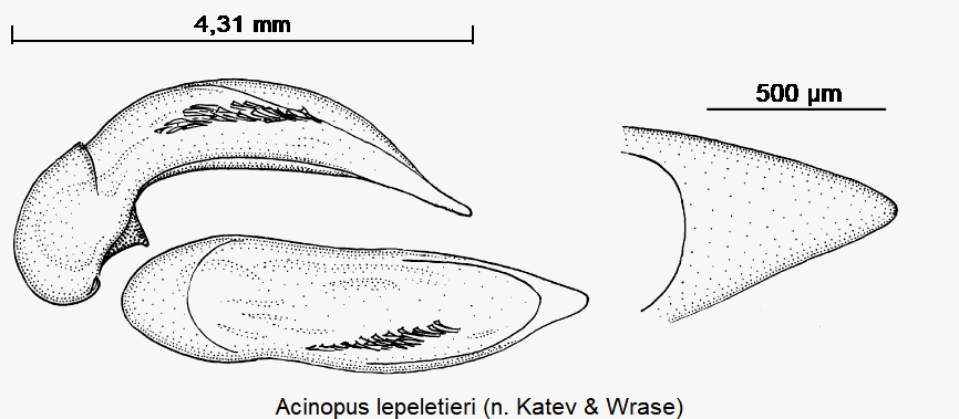 acinopus_lepeletieri.gif