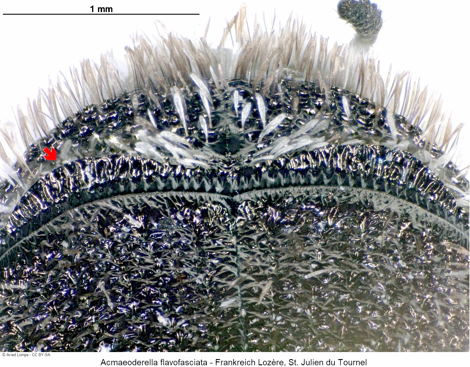 acmaeoderella_flavofasciata_ck7242_hsch.jpg