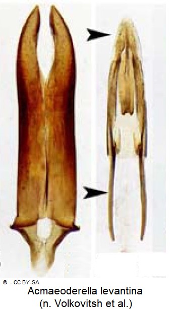 acmaeoderella_levantina.jpg
