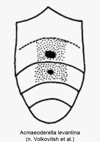 acmaeoderella_levantina_abd.gif