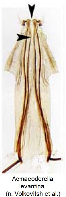 acmaeoderella_levantina_ck34306878_ovi.jpg