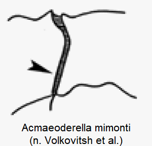 acmaeoderella_mimonti_hum.gif