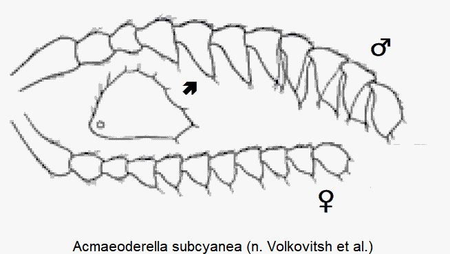 acmaeoderella_subcyanea_f.gif