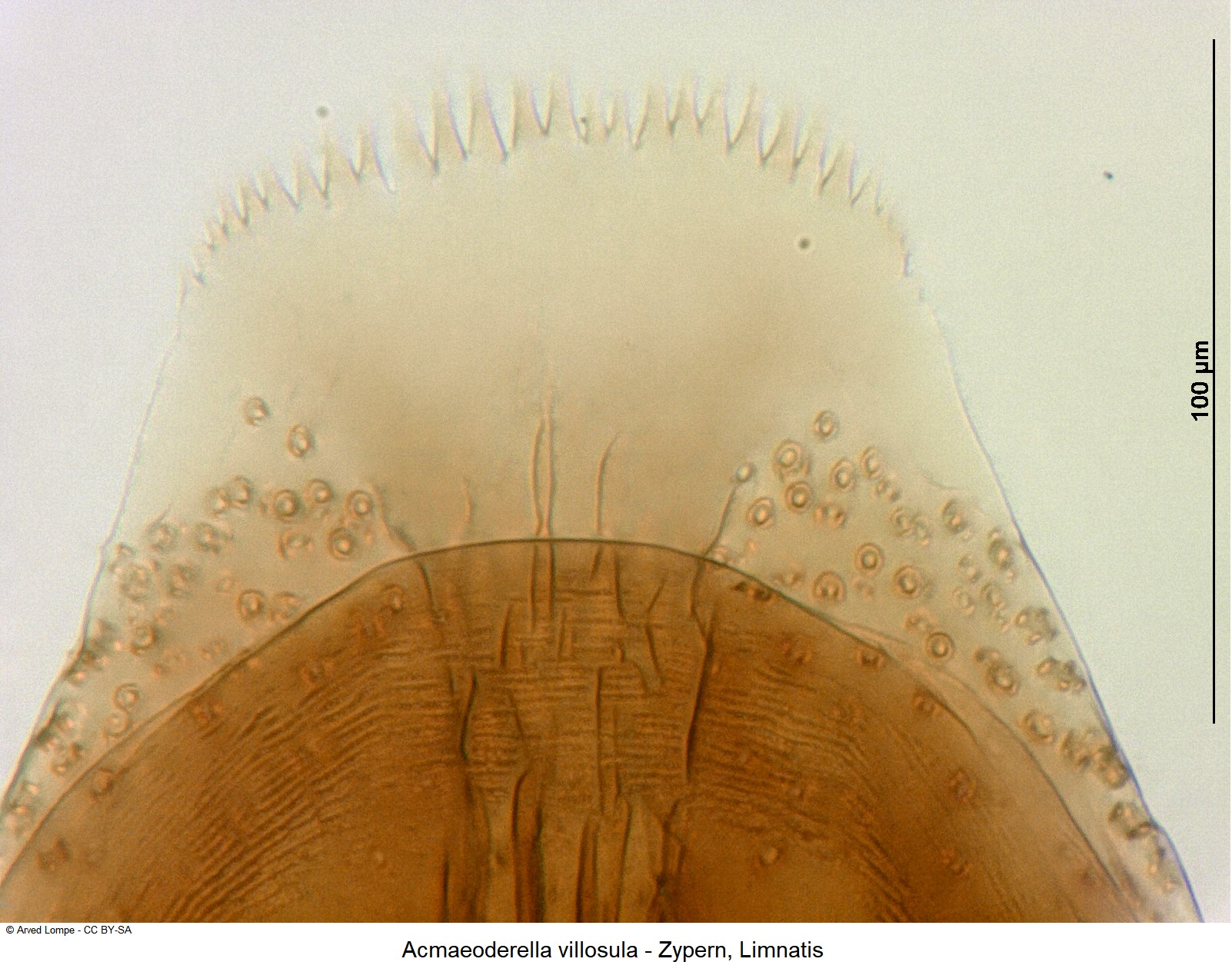 acmaeoderella_villosula_ck34306879_pen-1.jpg