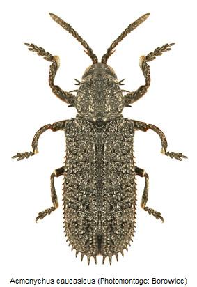 acmenychus_caucasicus_hab.jpg