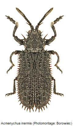 acmenychus_inermis_hab.jpg