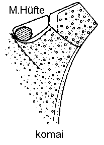acritus2.gif