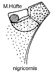 acritus4.gif