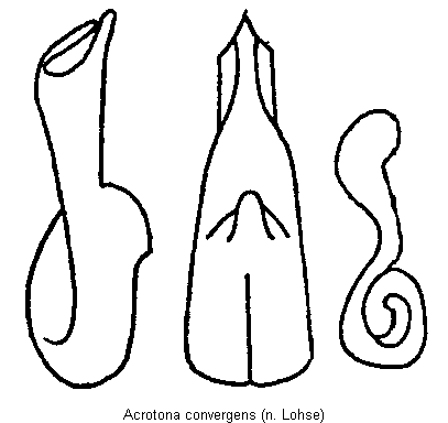 acrotona_convergens.gif