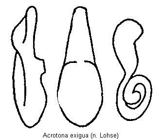 acrotona_exigua.gif