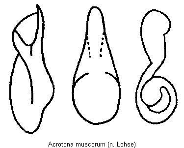 acrotona_muscorum.gif