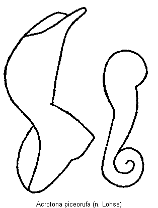 acrotona_piceorufa.gif