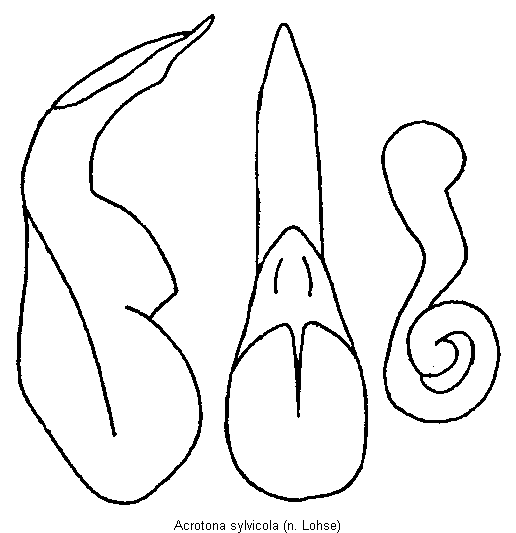 acrotona_sylvicola.gif
