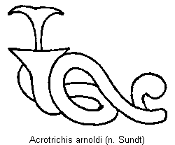 acrotrichis_arnoldi_sperm.gif