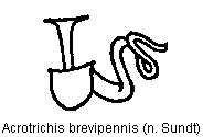 acrotrichis_brevipennis_sperm.gif