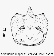 acrotrichis_dispar2.gif