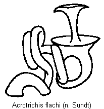 acrotrichis_flachi_sperm.gif