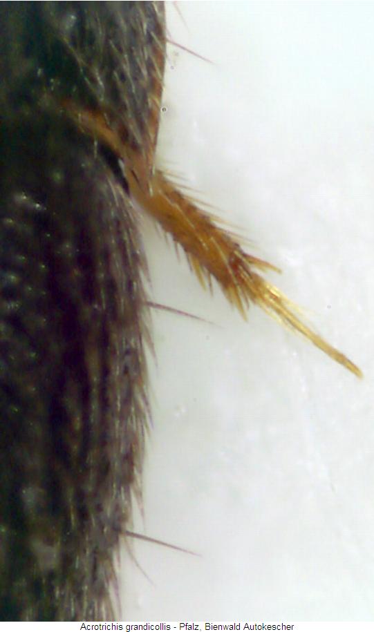 acrotrichis_grandicollis_srand.jpg