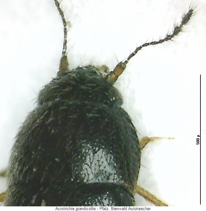 acrotrichis_grandicollis_vk.jpg