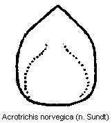 acrotrichis_norvegica.gif