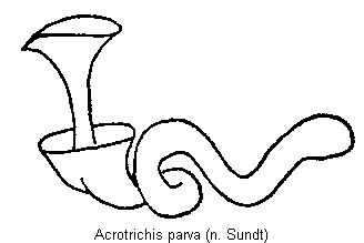 acrotrichis_parva_sperm.gif