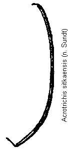 acrotrichis_sitkaensis_hsch.gif