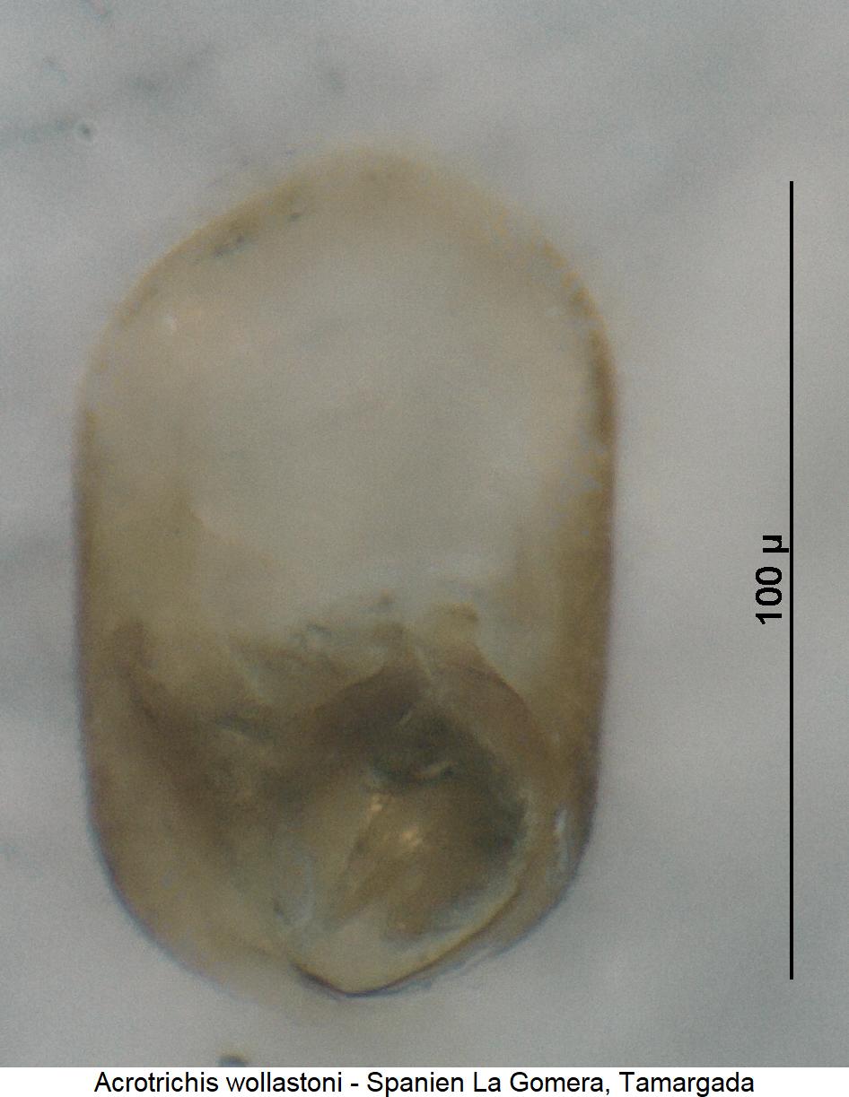 acrotrichis_wollastoni.jpg